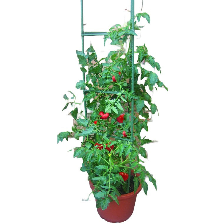 Tomato Cage Stakes, 150cm