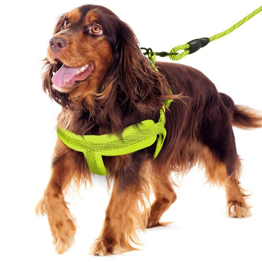 Mesh Lead & Harness, Medium, 3 Asstd Colours